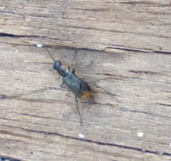 Axinotarsus pulicarius