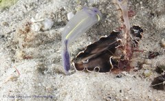 Callioplana marginata