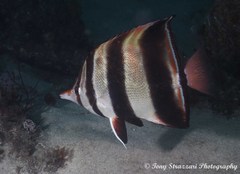 Chelmonops truncatus