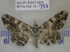 Cleora displicata