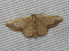 Idaea kendallaria