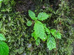 Amalophyllon albiflorum