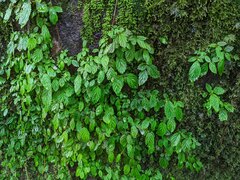 Amalophyllon albiflorum