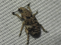 Colecerus marmoratus