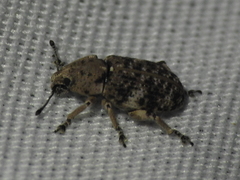 Colecerus marmoratus
