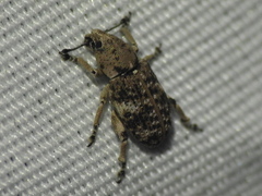 Colecerus marmoratus