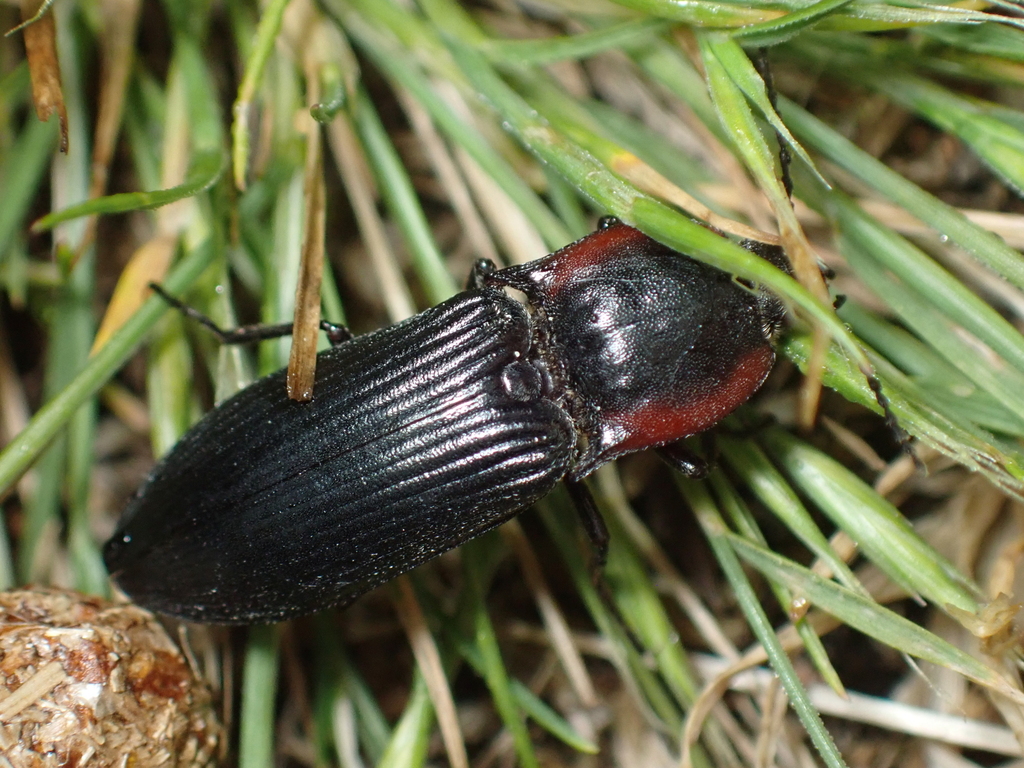 Selatosomus lateralis