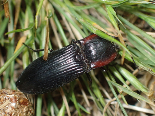 Selatosomus lateralis
