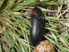 Selatosomus lateralis