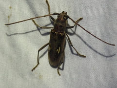 Eburia ovicollis