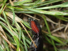 Selatosomus lateralis