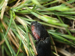 Selatosomus lateralis