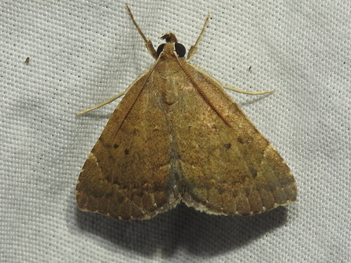Southern Focillidia Moth photo 2