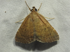 Focillidia texana