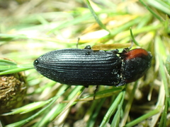 Selatosomus lateralis