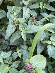Prunella vulgaris