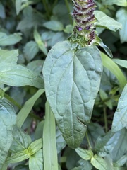 Prunella vulgaris