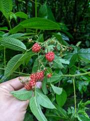 Rubus adenotrichos