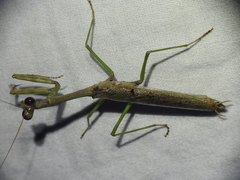 Stagmomantis resacae