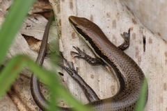 Marisora unimarginata