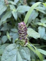 Prunella vulgaris