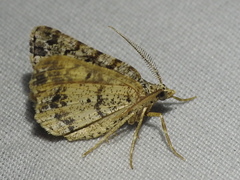 Macaria graphidaria
