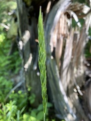 Leymus innovatus