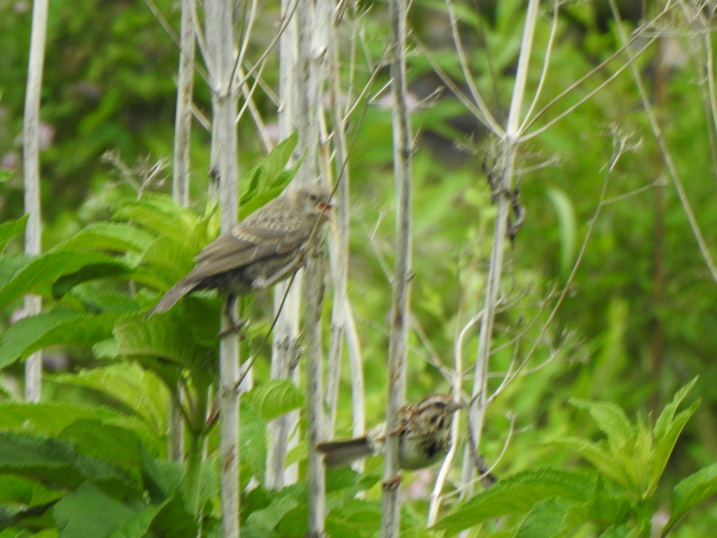 Brown-headed Cowbird from Dayton's Bluff, St Paul, MN, USA on June 25 ...