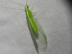 Chrysopodes collaris