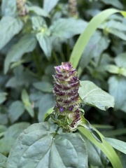 Prunella vulgaris