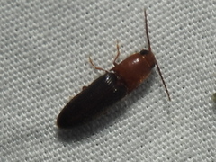 Anchastus bicolor