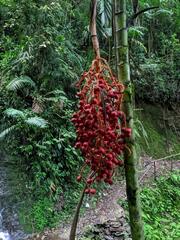 Chamaedorea linearis