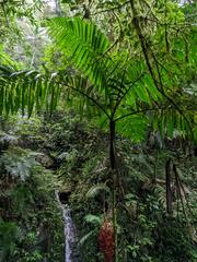 Chamaedorea linearis