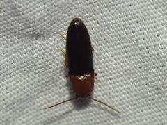 Anchastus bicolor