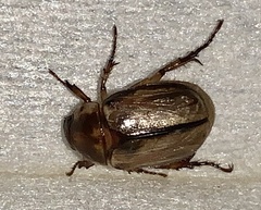 Anomala arida