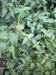 Prunella vulgaris