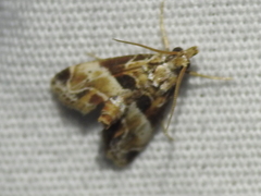 Neodavisia melusina
