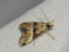 Neodavisia melusina