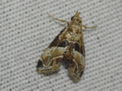 Neodavisia melusina