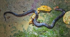 Atractus sanctaemartae