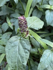 Prunella vulgaris