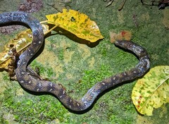 Atractus sanctaemartae