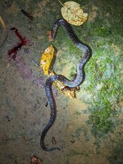 Atractus sanctaemartae