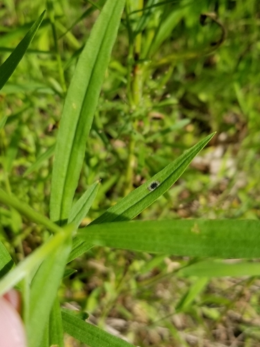 Euthamia leaf gall midge photo 4