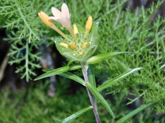 Collomia grandiflora