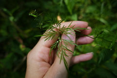 Trepocarpus aethusae