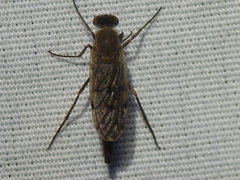 Litolinga acuta