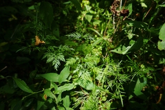 Trepocarpus aethusae