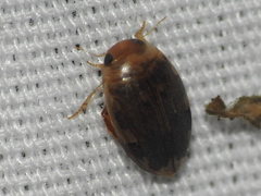 Laccophilus proximus
