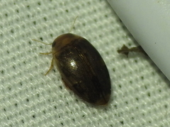 Laccophilus proximus